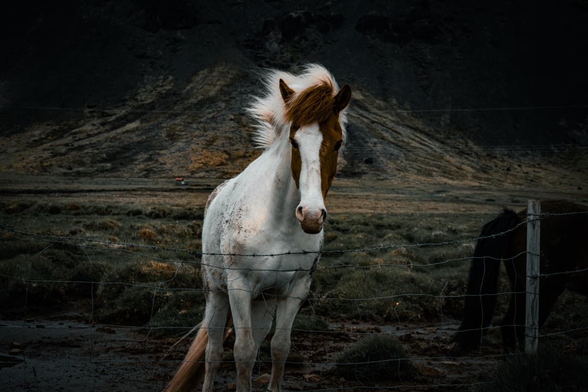 Iceland